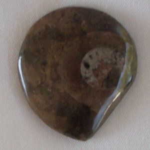 Ancient Ammonite Fossil Relic 2" Devonian Period Cephlapods Nautalis Molluscs